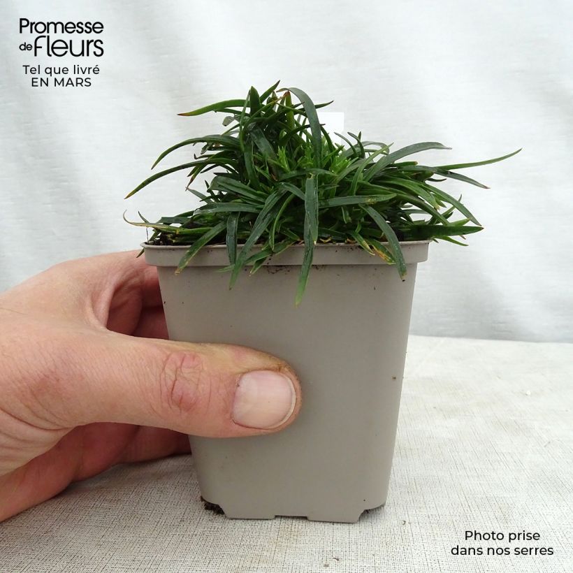 Spécimen de Lychnis alpina Rosea- Lychnis des Alpes Rosea - Silene suecica - Viscaria alpina Godet de 9cm tel que livré au printemps