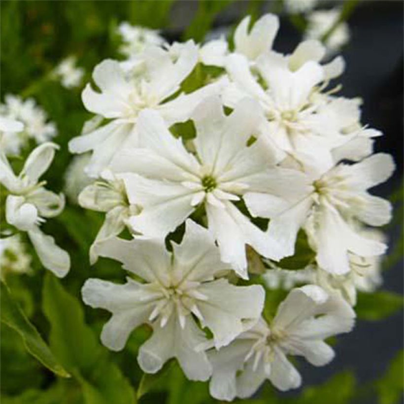 Lychnis chalcedonica Alba - Croix de Jérusalem blanche (Floraison)