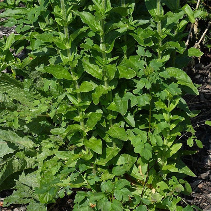 Lychnis chalcedonica Croix de Malte (Feuillage)