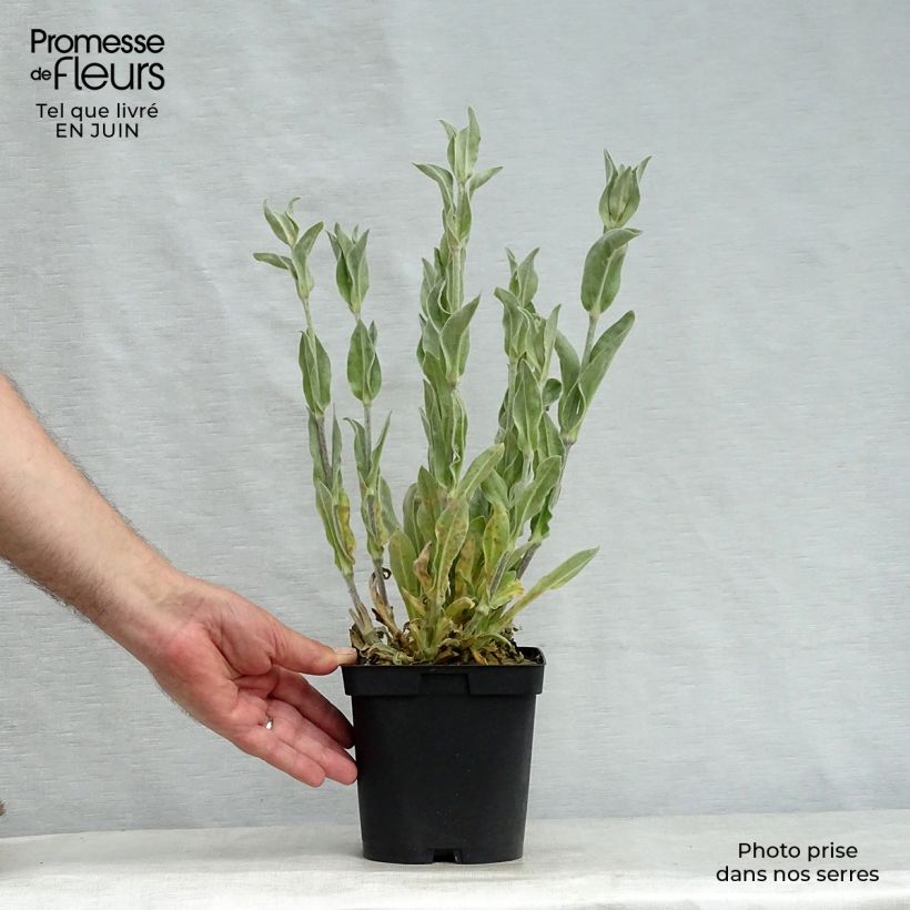 Spécimen de Lychnis coronaria Alba - Coquelourde des jardins blanche Pot de 2L/3L tel que livré en été