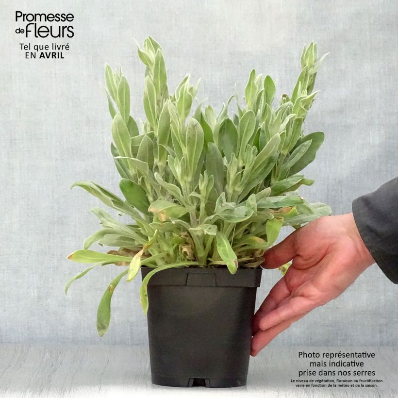 Spécimen de Lychnis coronaria Alba - Coquelourde des jardins blanche en pot de 2/3 litres tel que livré au printemps
