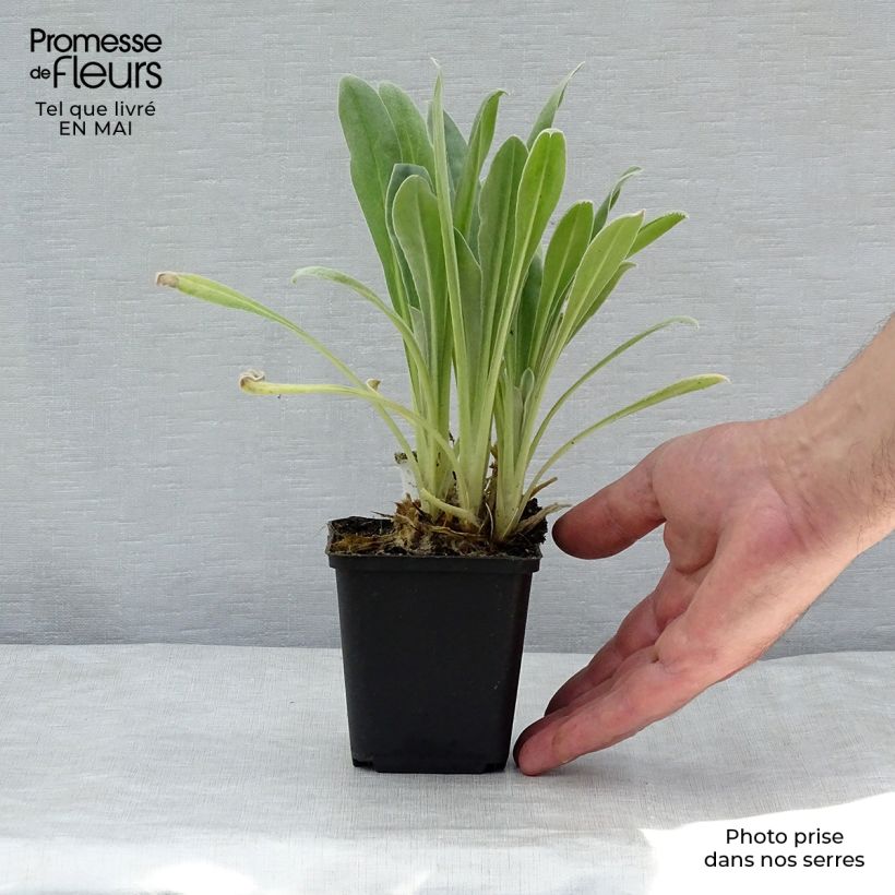 Spécimen de Lychnis coronaria Alba - Coquelourde des jardins blanche en godet de 9 cm tel que livré au printemps