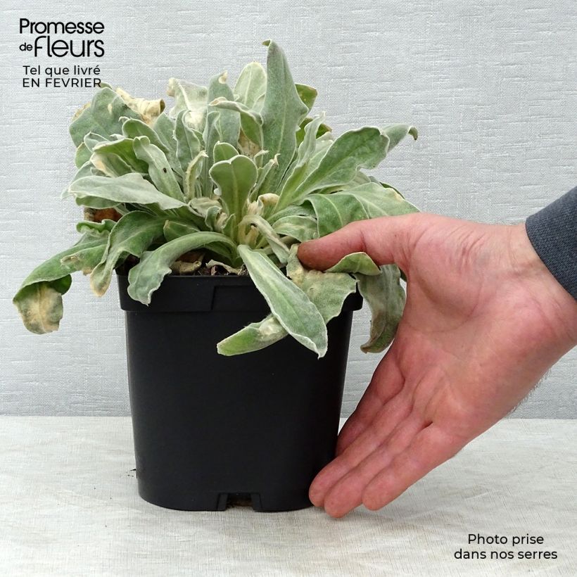 Spécimen de Lychnis coronaria Atrosanguinea - Coquelourde des Jardins Pot de 2L/3L tel que livré en hiver