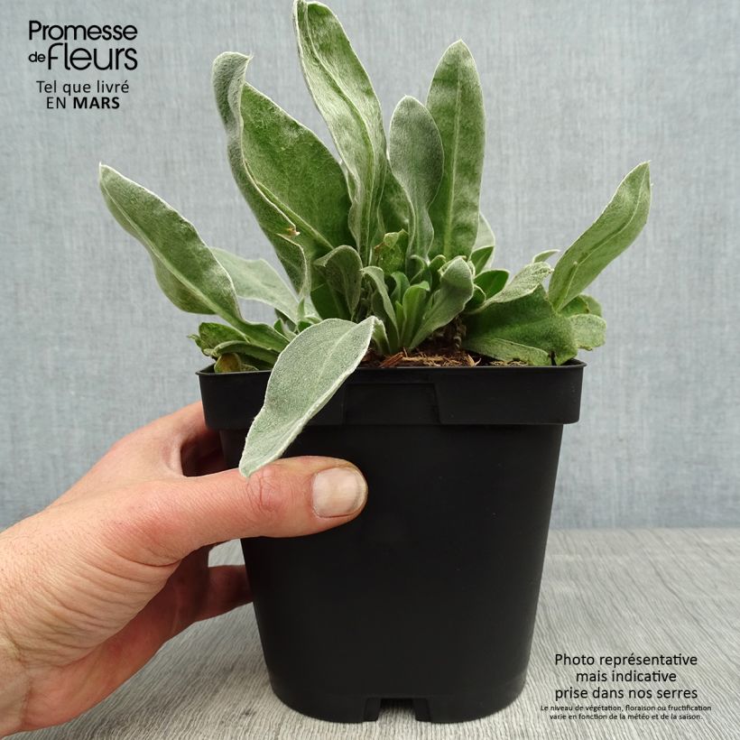 Spécimen de Lychnis coronaria Atrosanguinea - Coquelourde des Jardins en pot de 2/3 litres tel que livré au printemps
