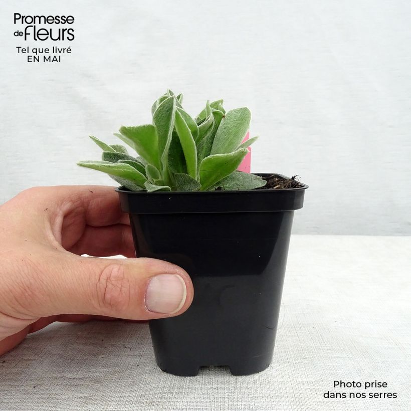 Spécimen de Lychnis coronaria Atrosanguinea - Coquelourde des Jardins en godet de 9 cm tel que livré au printemps
