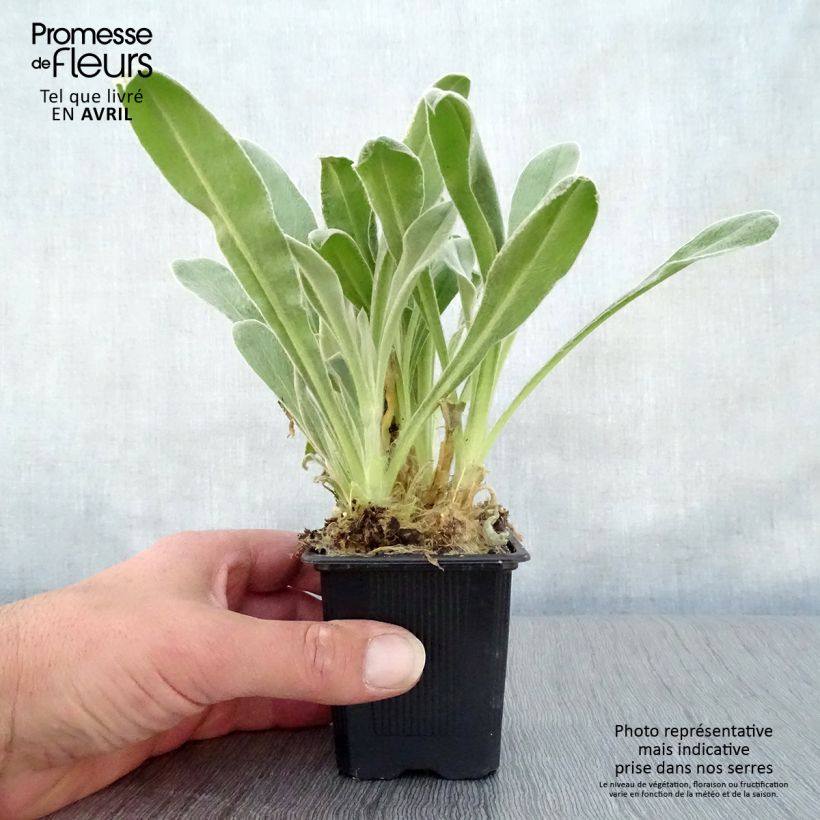 Spécimen de Lychnis coronaria - Coquelourde des Jardins Godet de 9cm tel que livré au printemps