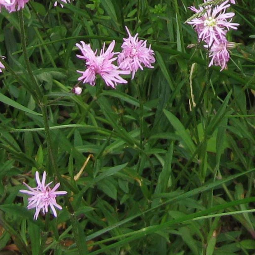 Lychnis flos cuculi Jenny - Oeillet des prés rose  (Feuillage)