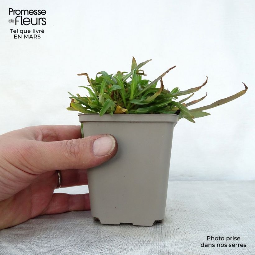 Spécimen de Lychnis flos cuculi Petite Jenny - Oeillet des prés - Mini-motte Ø 3/4 cm tel que livré au printemps