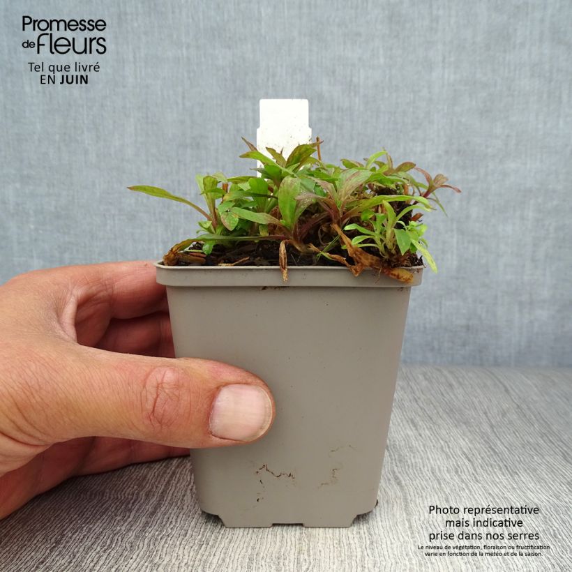 Spécimen de Lychnis flos cuculi Jenny - Oeillet des prés rose  Godet de 7/8 cm tel que livré en été