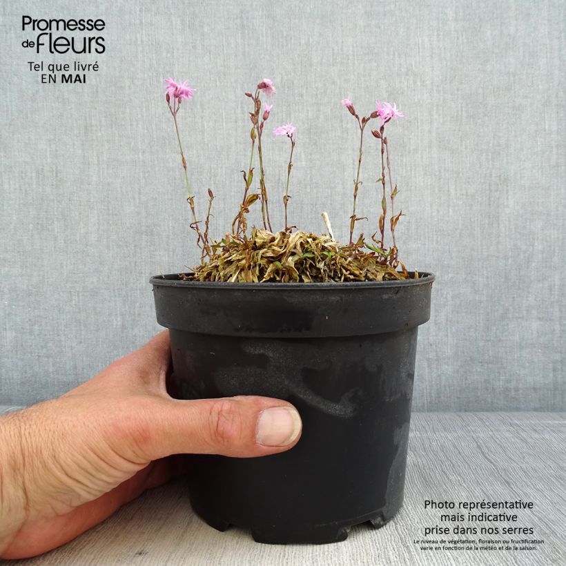 Spécimen de Lychnis flos cuculi Jenny - Oeillet des prés rose en pot de 2L/3L tel que livré au printemps