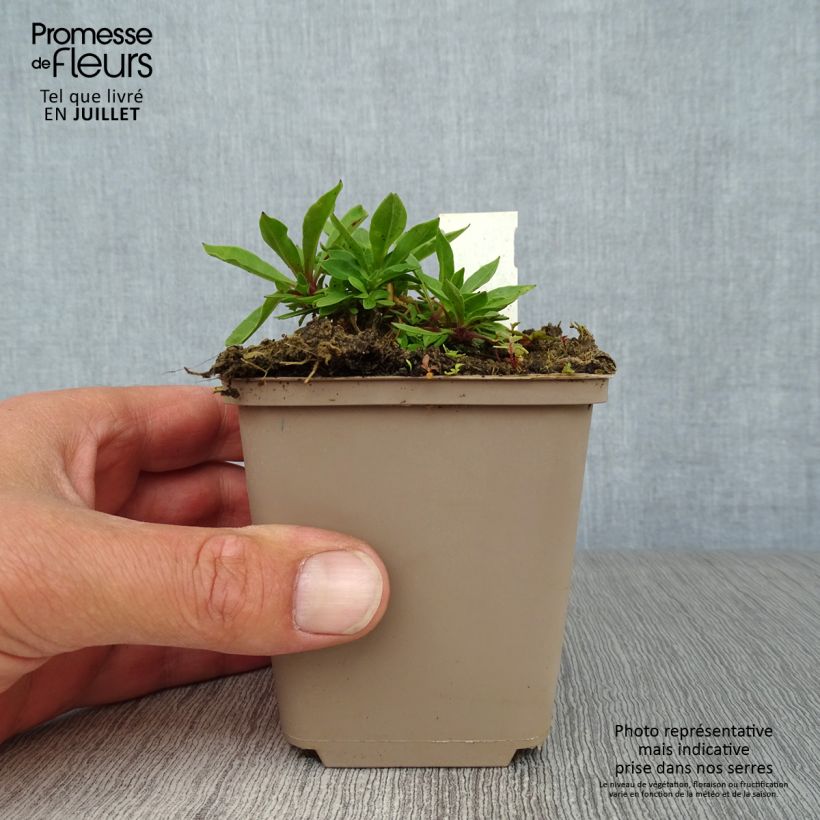 Spécimen de Lychnis flos-cuculi - Oeillet des près Godet de 9cm tel que livré en été