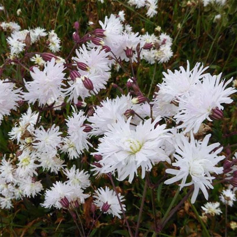 Lychnis flos-cuculi Petit Henri - Oeillet des prés blanc (Floraison)