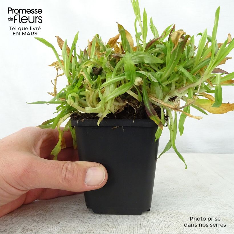 Spécimen de Lychnis flos-cuculi Petit Henri - Oeillet des prés blanc Godet de 8/9 cm tel que livré au printemps