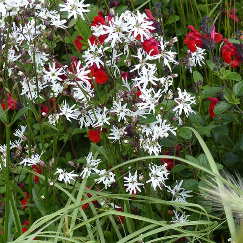 Lychnis flos-cuculi White Robin - Oeillet des prés blanc (Port)