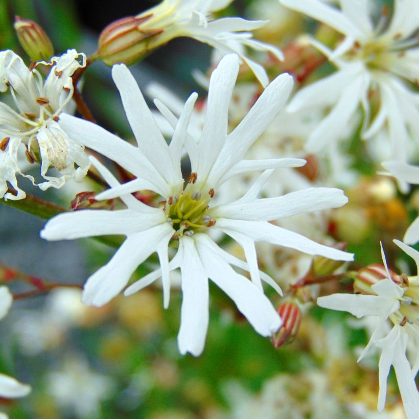 Lychnis flos-cuculi White Robin - Oeillet des prés blanc (Floraison)