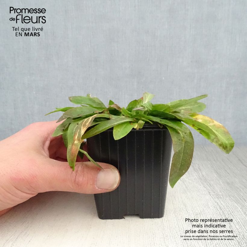 Spécimen de Lychnis flos-cuculi White Robin - Oeillet des prés blanc Godet de 8 cm tel que livré au printemps