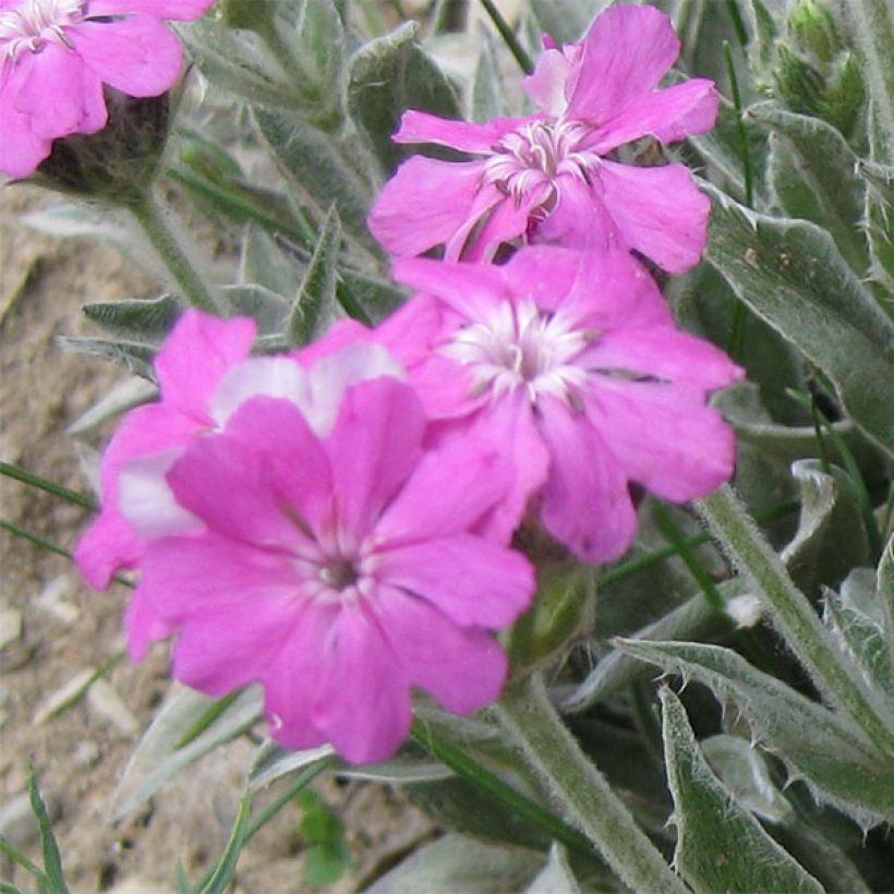 Lychnis flos-jovis - Fleur de Jupiter (Floraison)