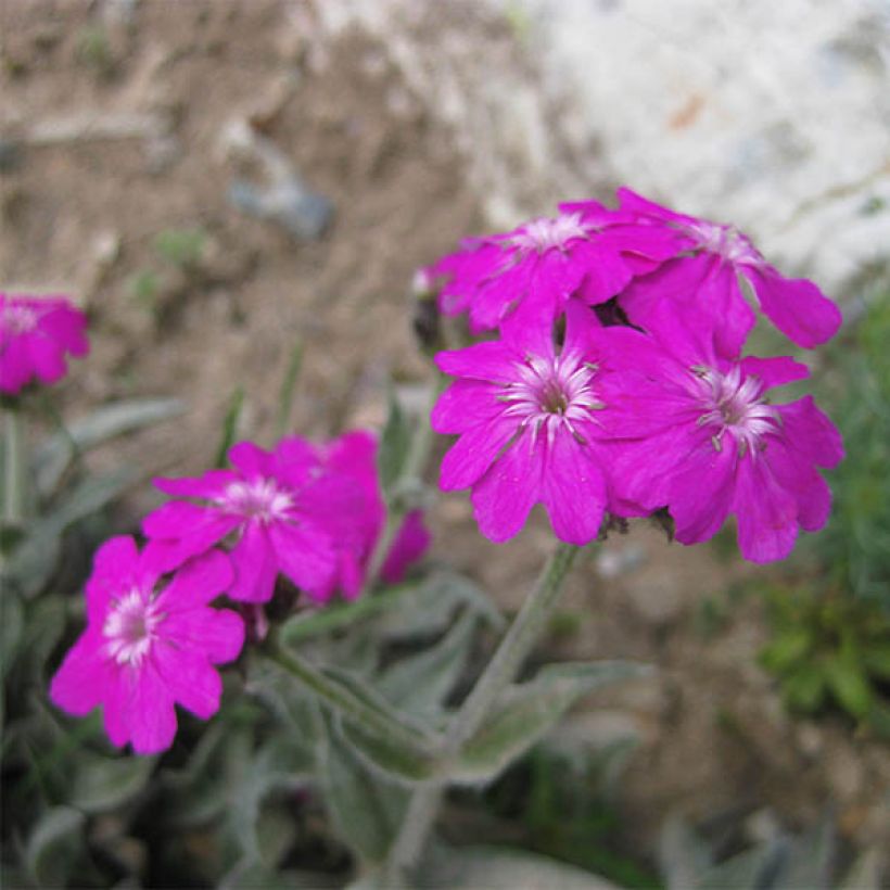 Lychnis flos-jovis Peggy, Croix de Jérusalem (Floraison)