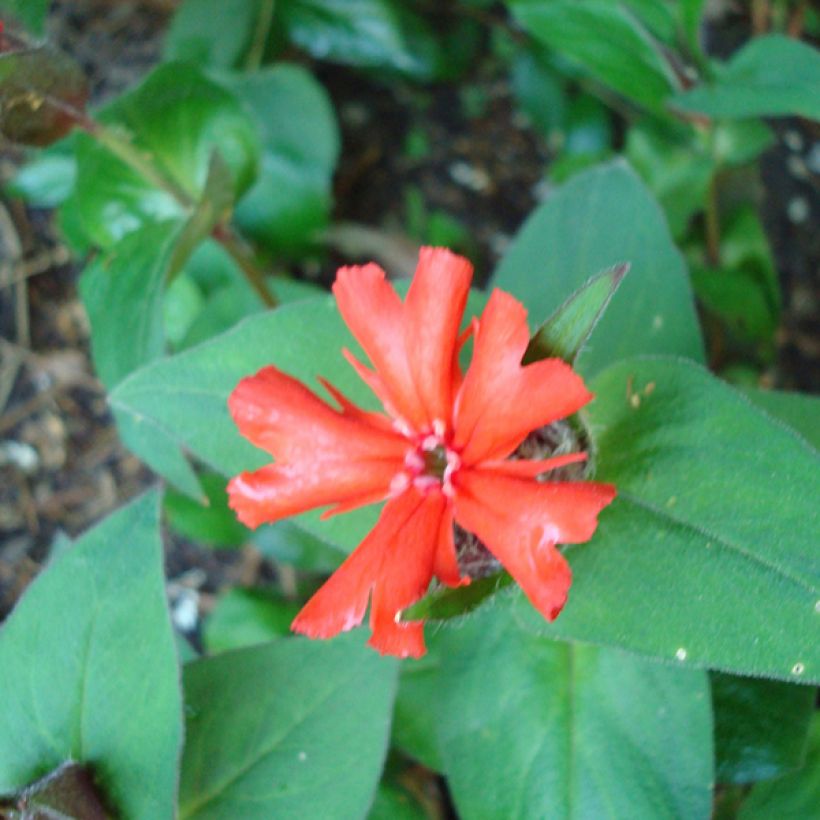 Lychnis haageana Molten Lava (Feuillage)