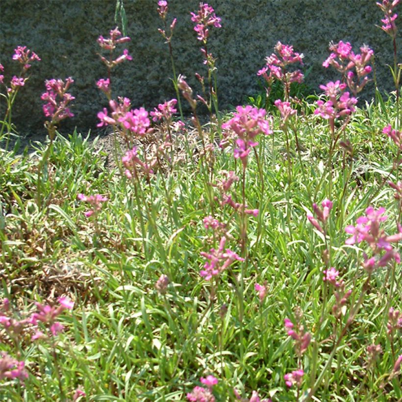 Lychnis viscaria Plena - Attrape-mouches à fleurs doubles (Floraison)