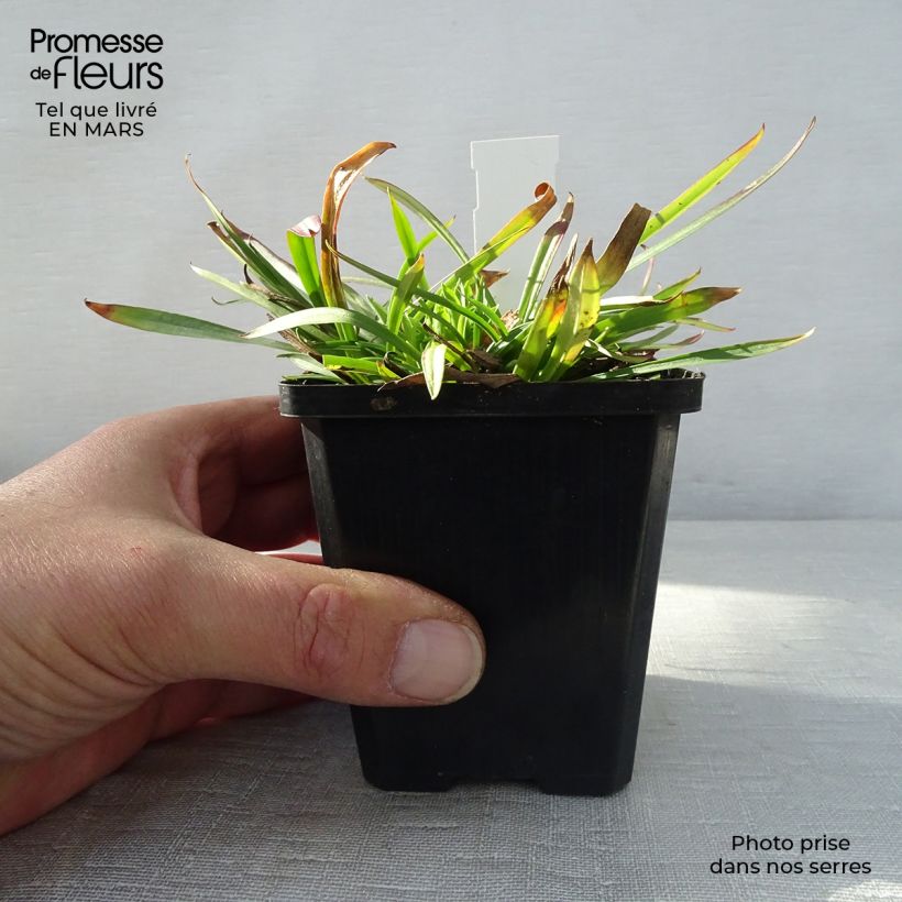 Spécimen de Lychnis viscaria Plena - Attrape-mouches à fleurs doubles Godet de 9cm tel que livré au printemps