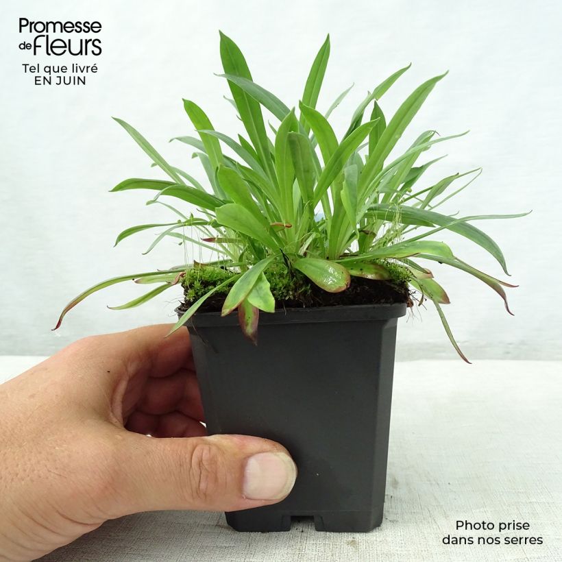 Spécimen de Lychnis viscaria Plena - Attrape-mouches à fleurs doubles Godet de 8/9 cm tel que livré en été
