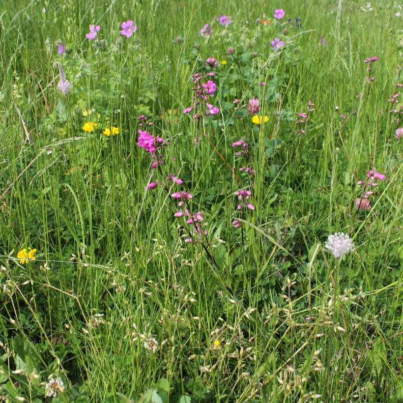 Lychnis viscaria Plena - Attrape-mouches à fleurs doubles (Port)