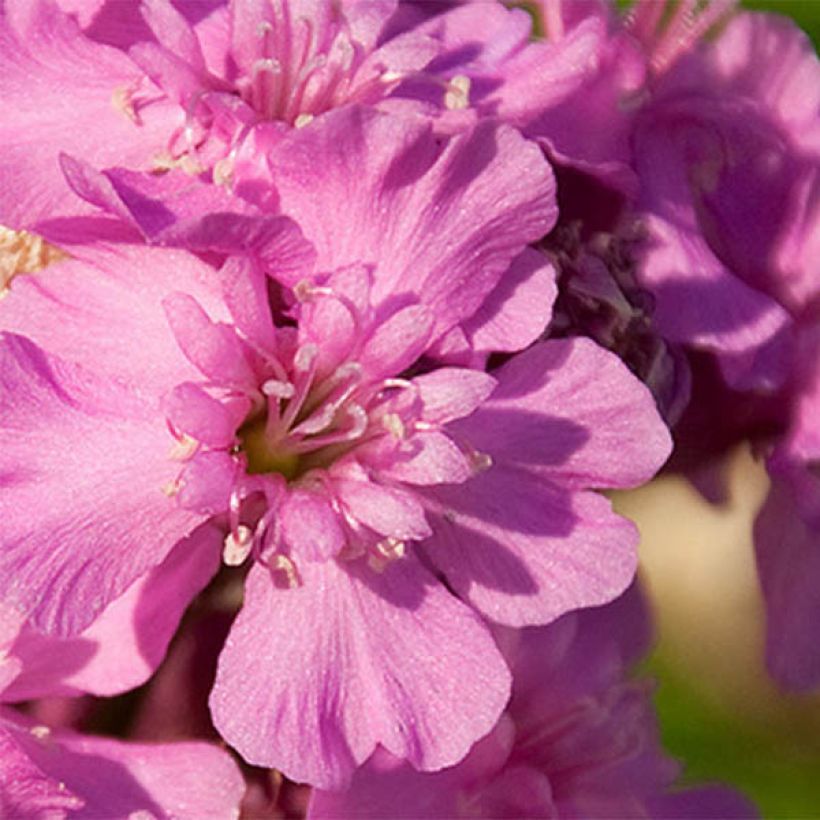 Lychnis viscaria Splendens - Attrape-mouches (Floraison)