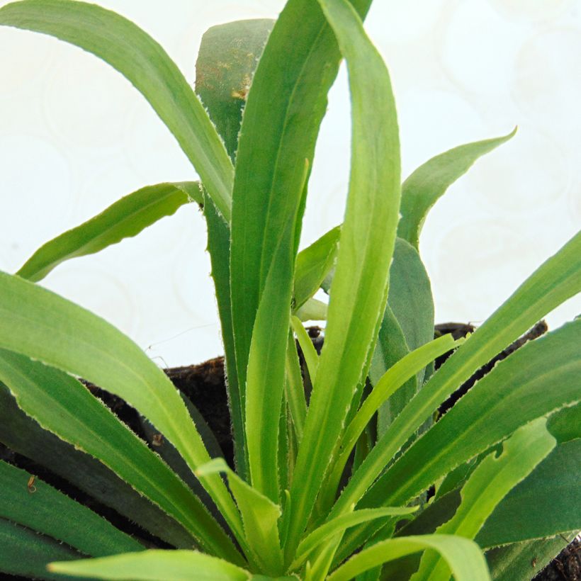 Lychnis viscaria Splendens - Attrape-mouches (Feuillage)