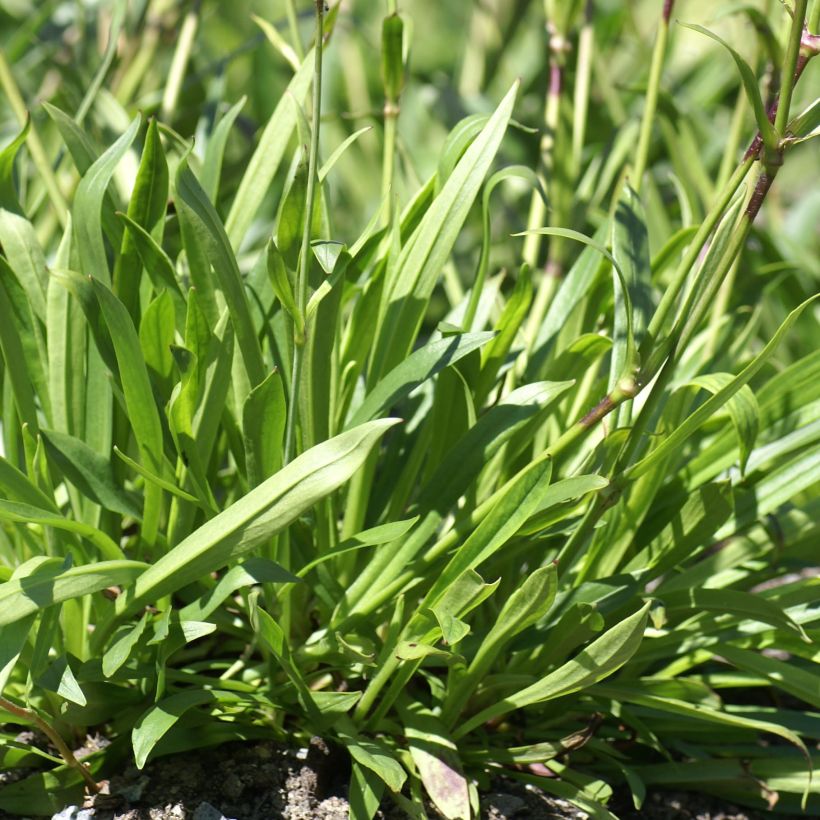 Lychnis yunnanensis (Feuillage)