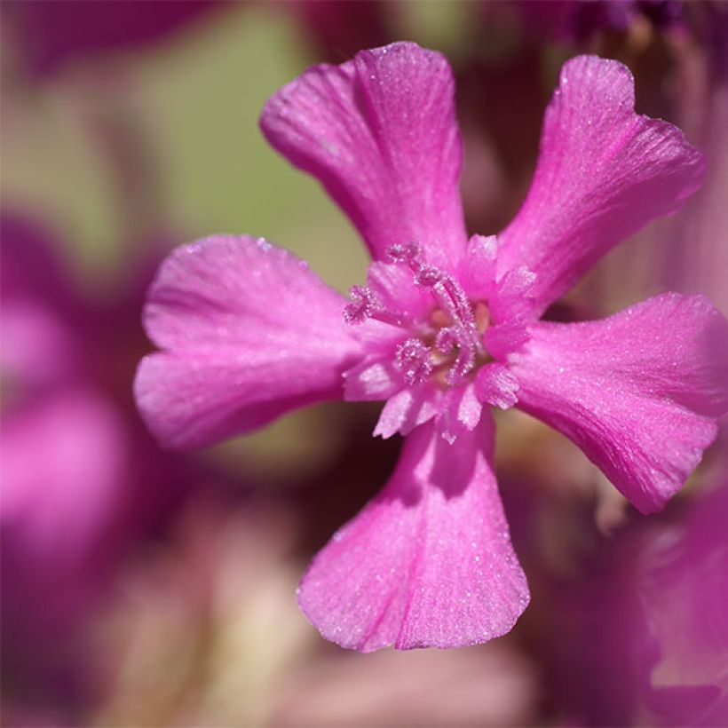 Lychnis yunnanensis (Floraison)