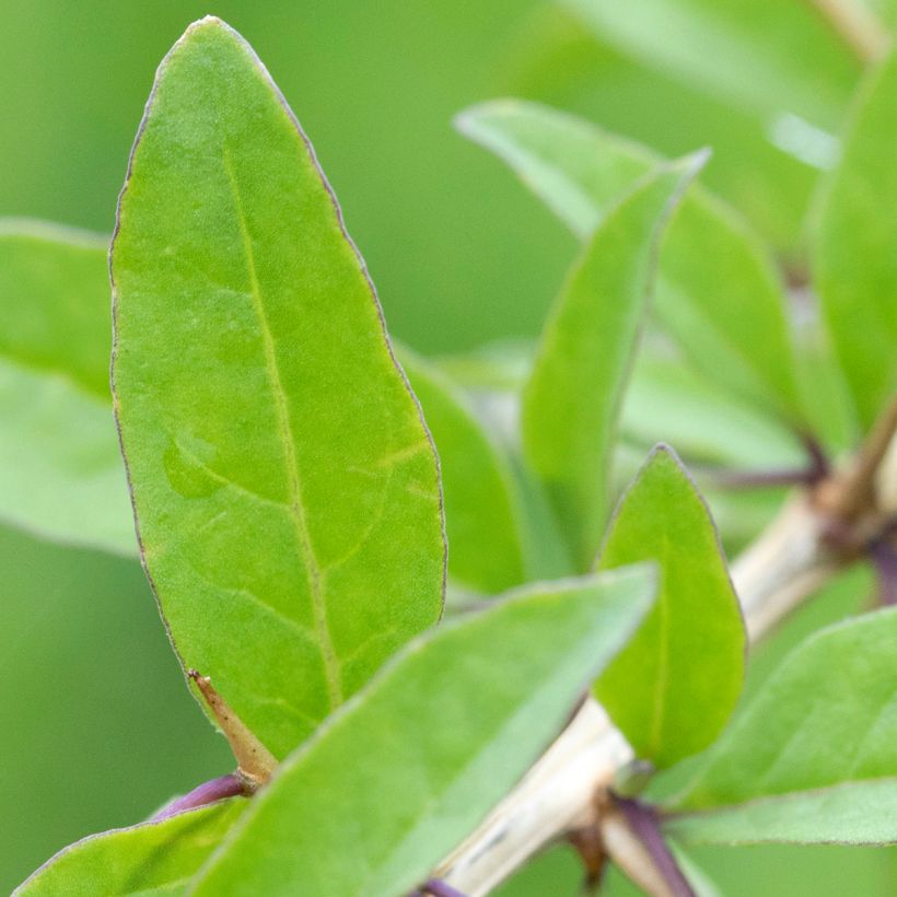 Lycium chinensis - Goji de Chine (Feuillage)