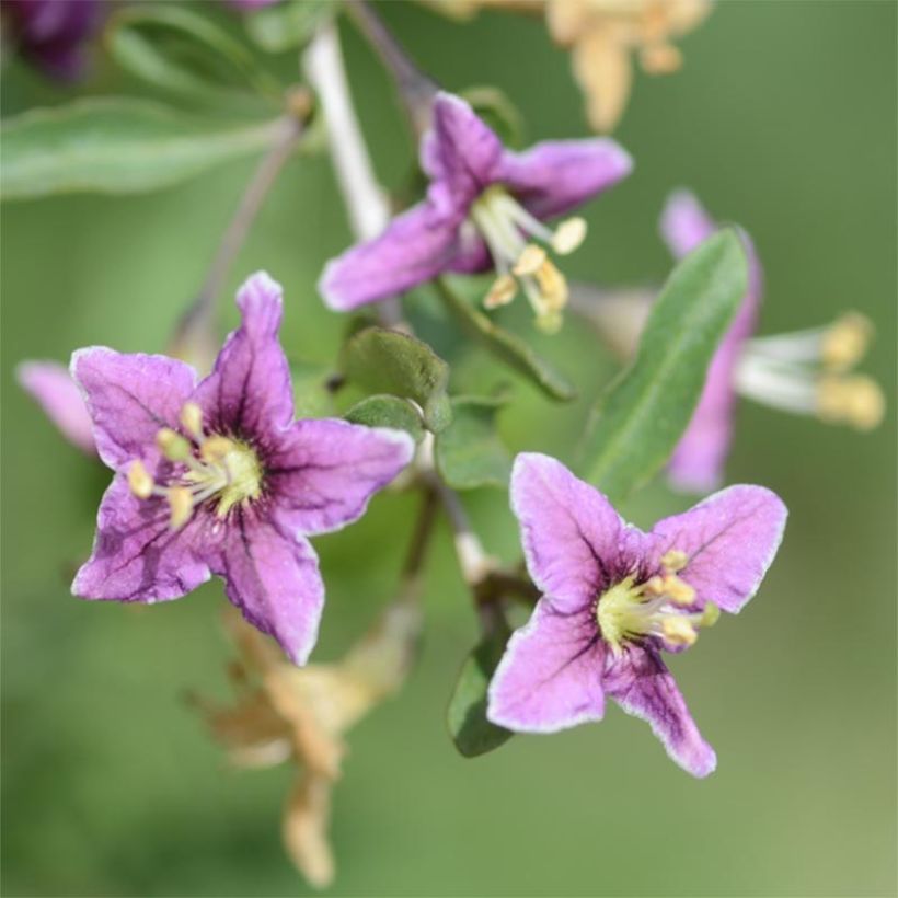 Goji - Lycium barbarum (Floraison)