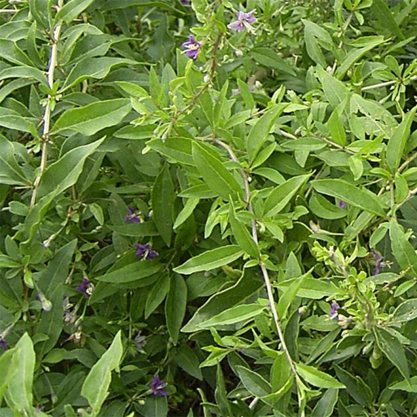 Goji - Lycium barbarum (Feuillage)