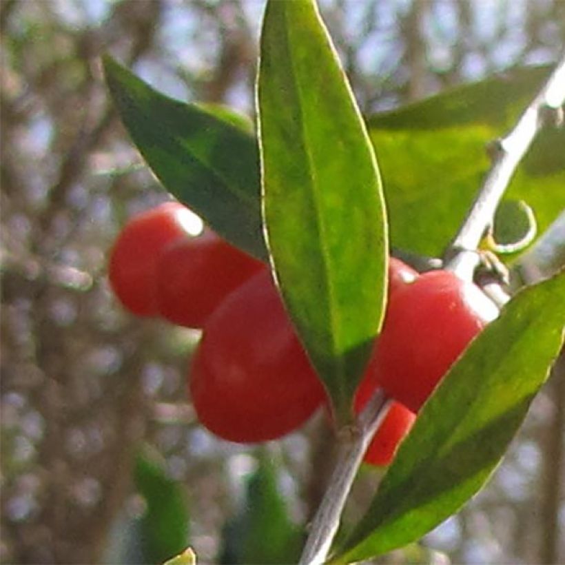 Goji - Lycium barbarum (Récolte)