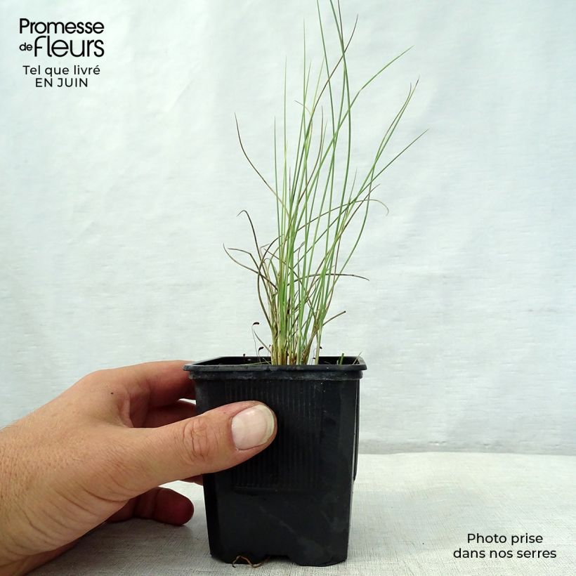 Spécimen de Lygeum spartum Godet de 8/9 cm tel que livré en été