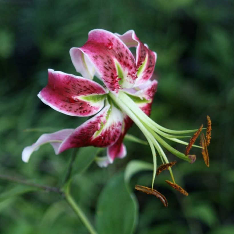 Lis hybride oriental - Lilium x speciosum Black Beauty - (Floraison)