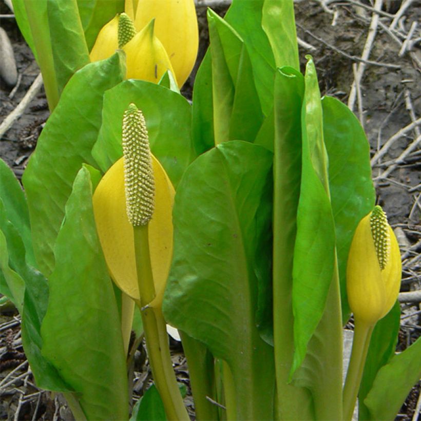 Lysichiton americanus - Arum bananier jaune (Feuillage)