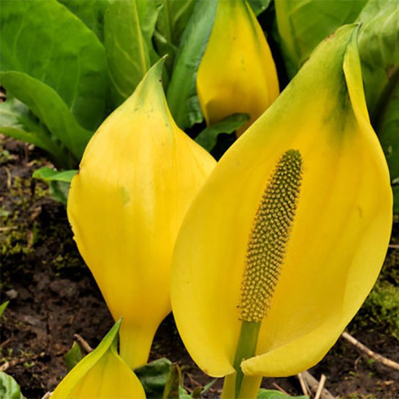 Lysichiton americanus - Arum bananier jaune (Floraison)