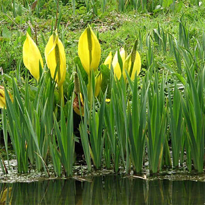 Lysichiton americanus - Arum bananier jaune (Port)