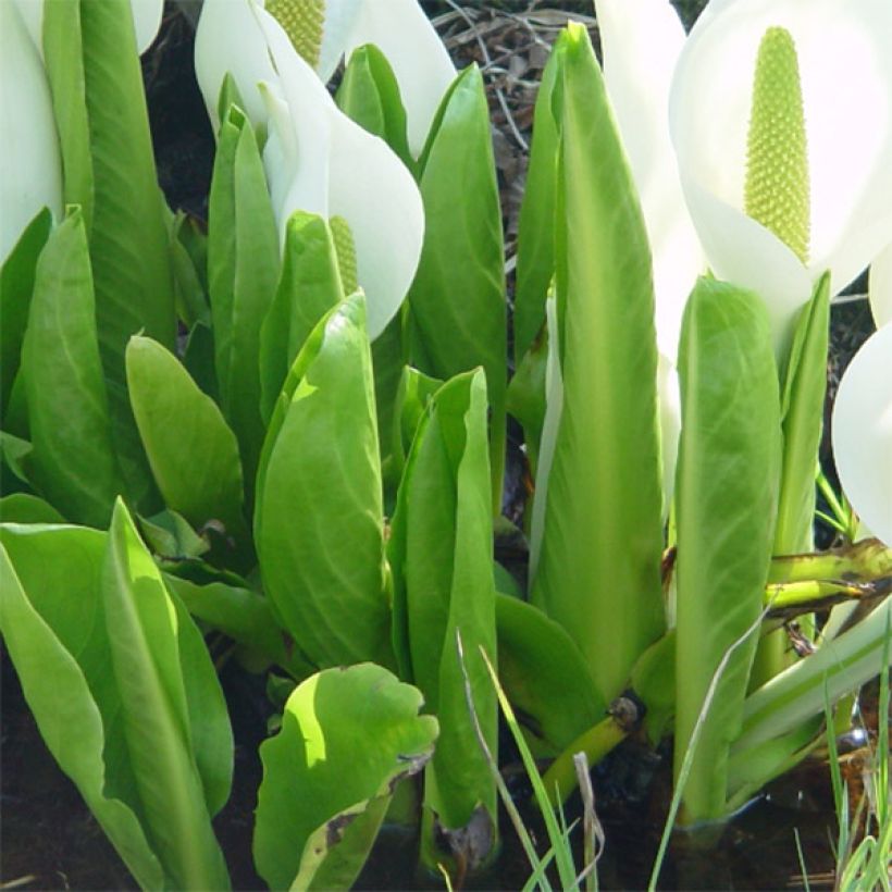 Lysichiton camtschatcensis - Arum bananier blanc (Feuillage)