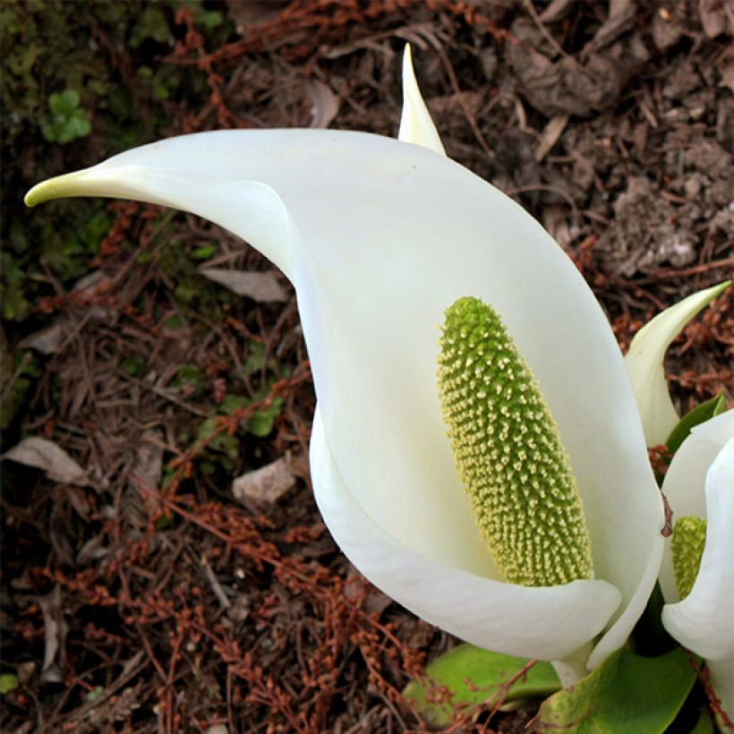 Lysichiton camtschatcensis - Arum bananier blanc (Floraison)