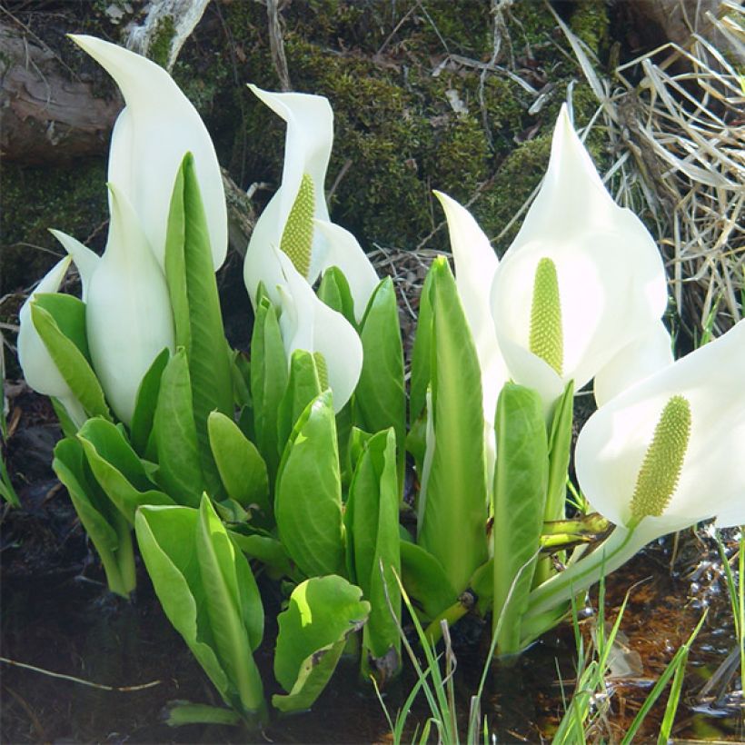 Lysichiton camtschatcensis - Arum bananier blanc (Port)