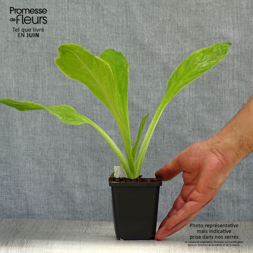 Spécimen de Lysichiton camtschatcensis - Arum bananier blanc Godet de 8/9 cm tel que livré en été