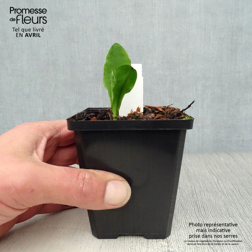 Spécimen de Lysichiton camtschatcensis - Arum bananier blanc Godet de 9cm tel que livré au printemps