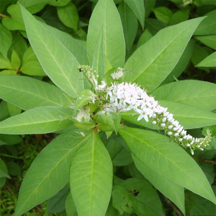 Lysimachia barystachys, Lysimaque (Feuillage)