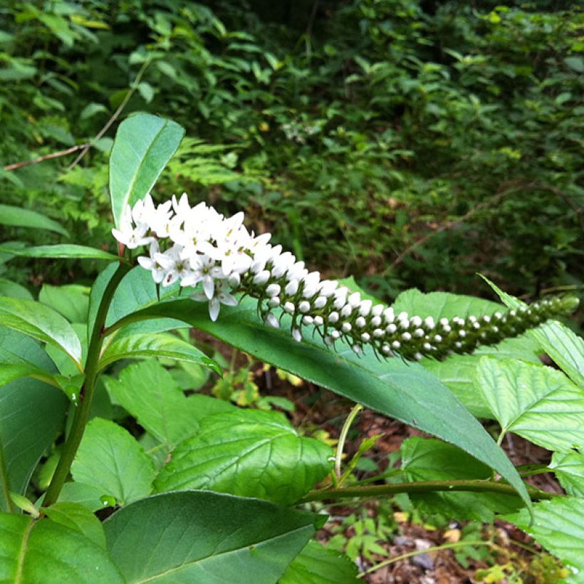 Lysimachia barystachys, Lysimaque (Floraison)