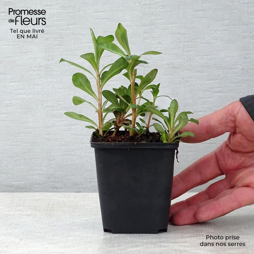 Spécimen de Lysimachia barystachys, Lysimaque Godet de 8/9 cm tel que livré au printemps