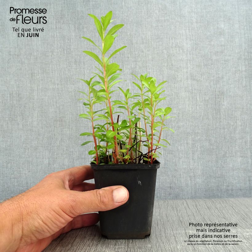 Spécimen de Lysimachia barystachys, Lysimaque Godet de 8/9 cm tel que livré en été