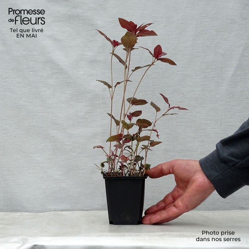 Spécimen de Lysimachia ciliata Fire Cracker Godet de 9cm tel que livré au printemps